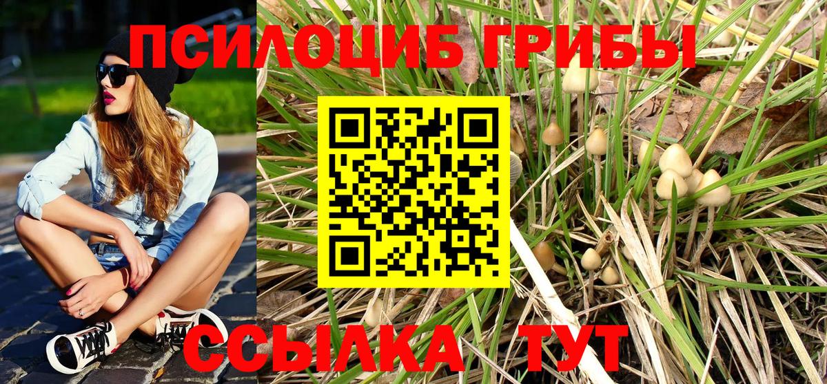 Галлюциногенные грибы Psilocybe Славянск-на-Кубани